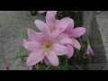 ゼフィランサス ピンク 262932-ゼフィランサス 楽天 ピンク