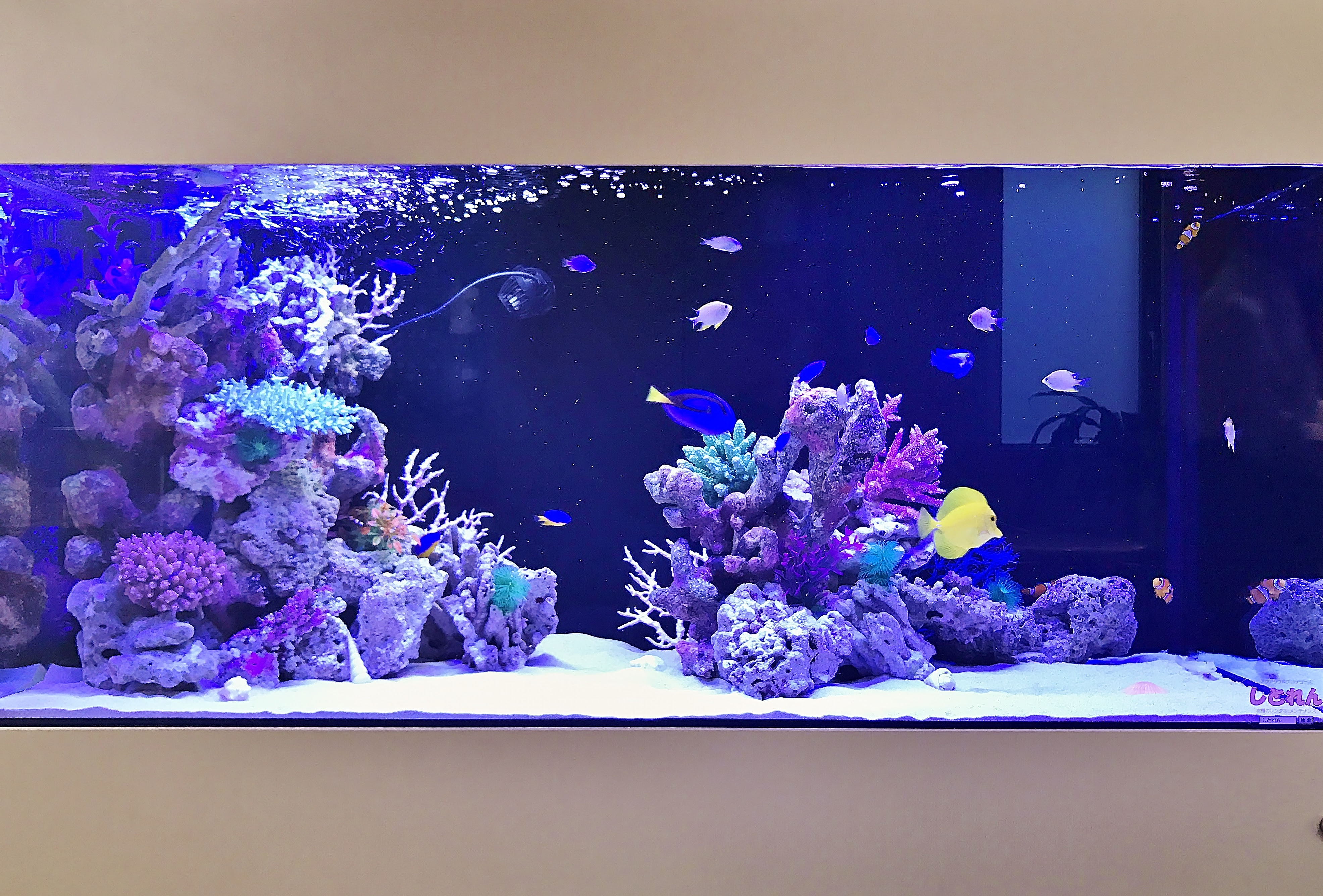 第11回aquarium Tojo 全国フォトコンテスト17 業界no 1の実績 株式会社 Aquarium Tojo 熱帯魚レンタル 水槽 レンタル アクアリウム メンテナンス 東城