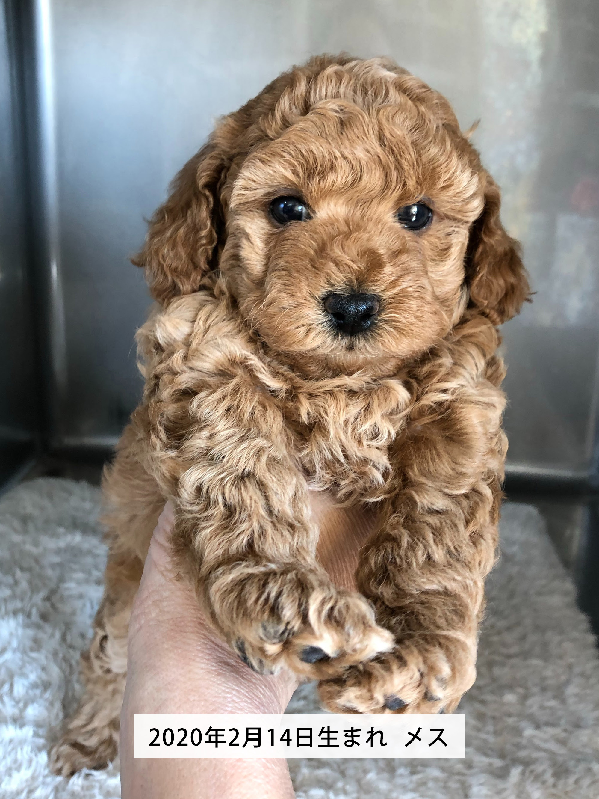 とっても小さくて可愛いトイプードルの赤ちゃんが産まれました 高知で30年以上の犬専門ペットショップ Mari Maeda ドッグスタジオ