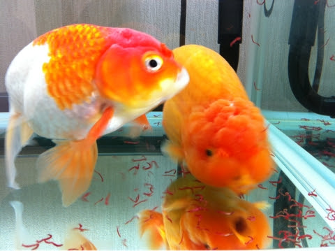 初めての赤虫 でぶらん