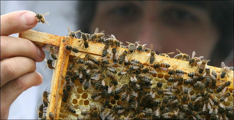 Johannas Paul with bees