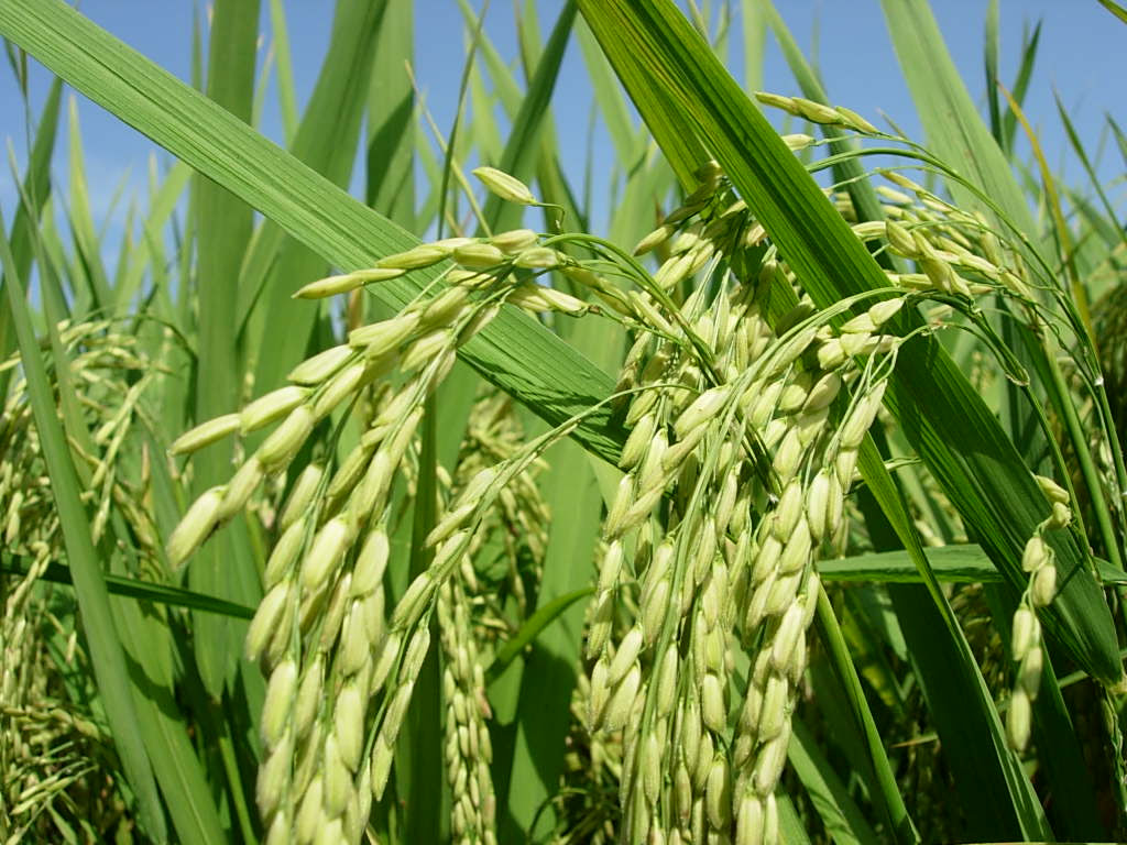 GALERI FOTO GAMBAR PADI, SAWAH & PESAWAHAN  Ilmu Agama
