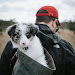 Australian Shepherd Puppies Colorado Springs