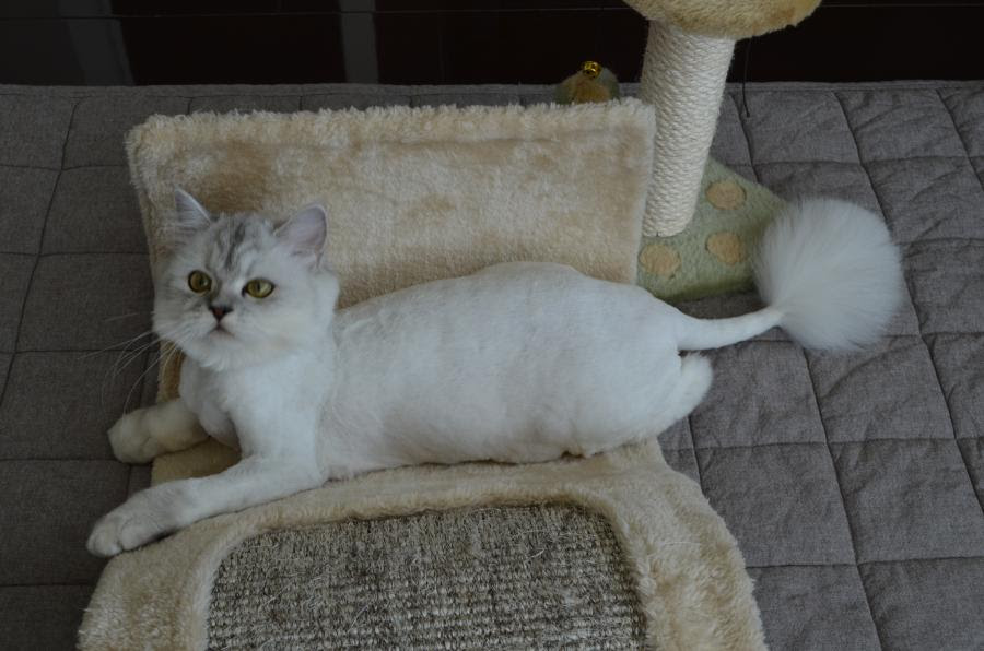 猫のサマーカット ペットとの生活に役立つペット はうすブログ