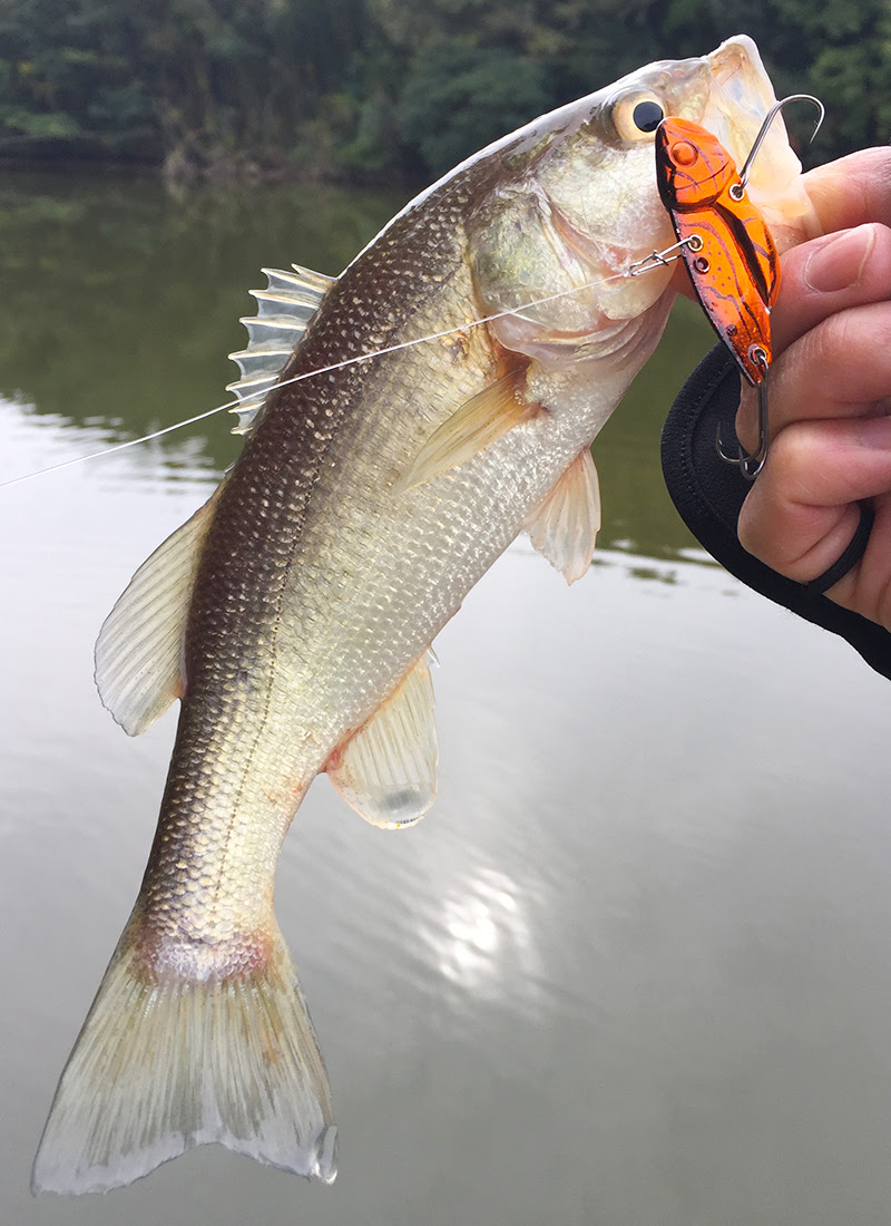初冬間際 サーキットバイブ好調 Grassy Fishing