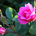 Hurdalsrose