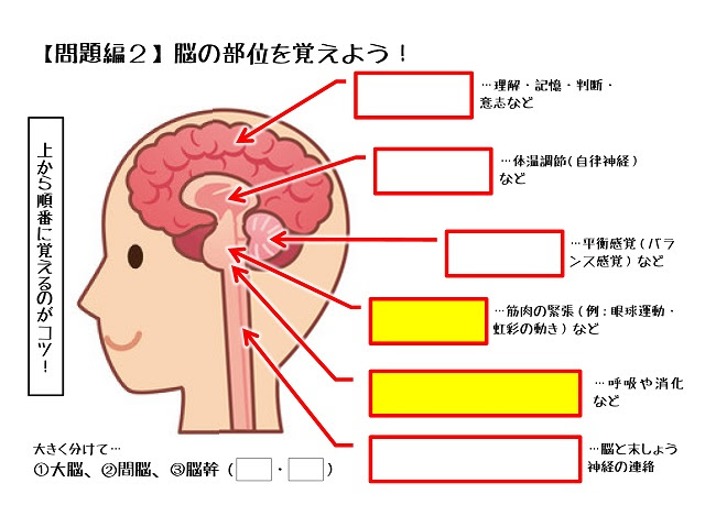 理科 脳の部位暗記プリント配布中 中２ 個人別指導塾ブレーンブログ