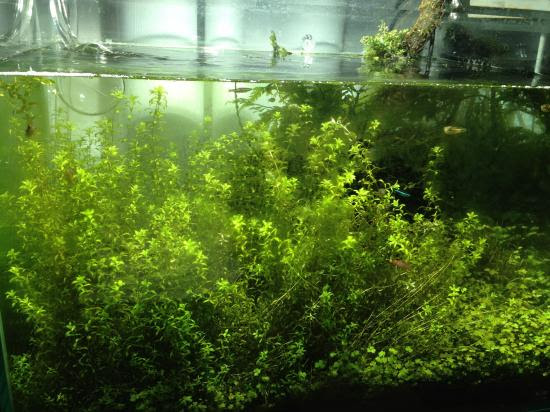名もなき水槽小屋 ソイル入れ替えたったー