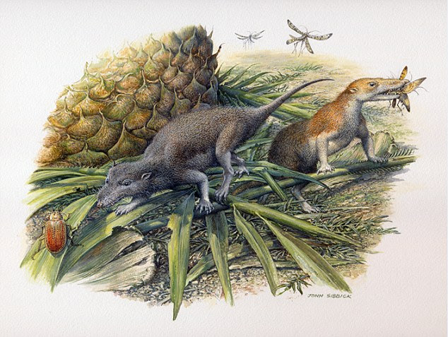 Analyses of fossilised mammals discovered in South Wales are shedding light on the creatures¿ diets. The teeth of Morganucodon and Kuehneotherium (pictured left and right)  hunted their prey on the  island they shared, which is now Glamorgan, South Wales, and are different insects