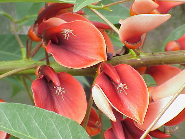 Archivo:Erythrina crista-galli2.jpg