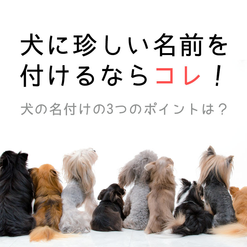 犬の名付けの3つのポイントは 犬に珍しい名前を付けるならコレ