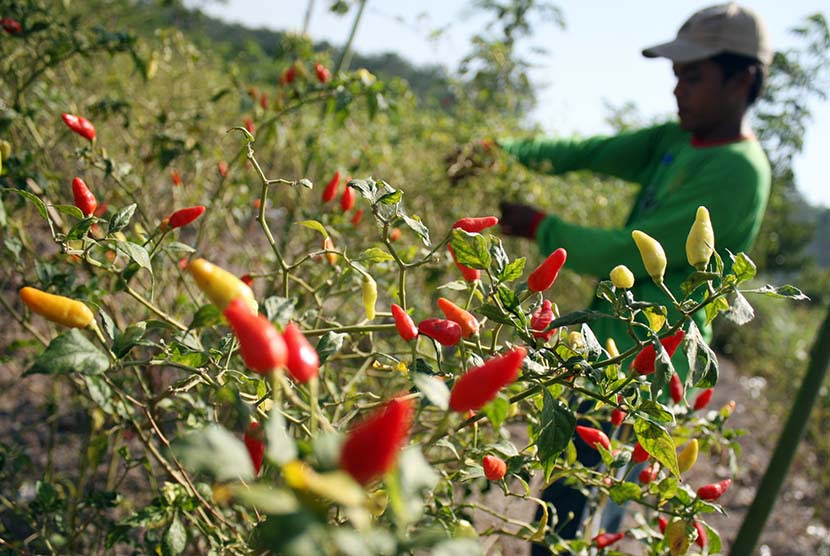 Kementan Gandeng Bulog Serap Panen Cabai Merah Republika Kementan Gandeng Bulog Serap Panen Cabai Merah Republika