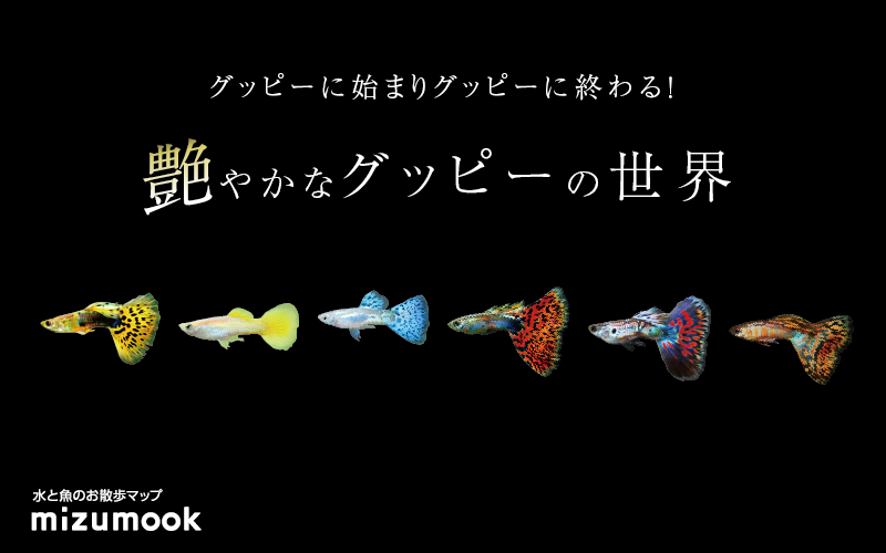 よく分かる グッピーを飼育する前に知っておく種類と名前 ミズムック