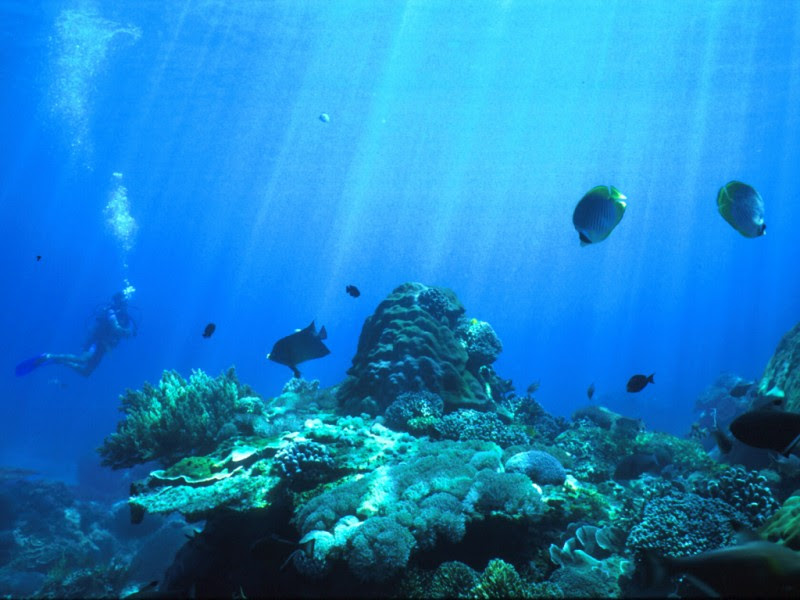 海中写真 世界の海底探検 海の壁紙decoo S Worldより素材提供