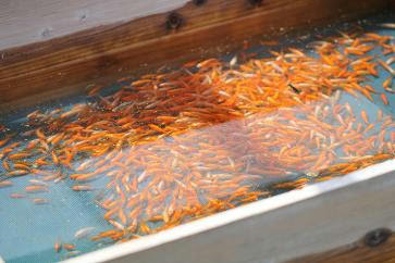 水元公園 金魚展示場 その1 ペットのデパート東葛 金魚部