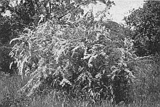 The Project Gutenberg Ebook Of Trees And Shrubs For English - 