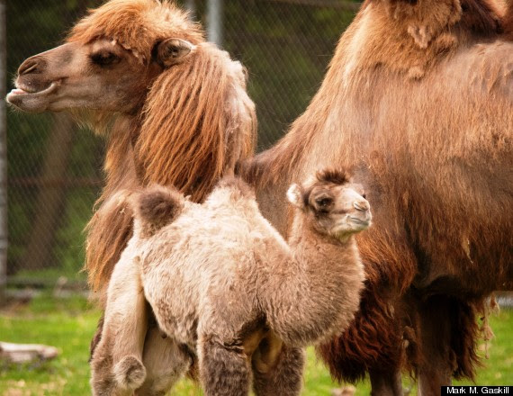 Baby Camel Bulgan Born At Detroit Zoo (PHOTOS) | HuffPost