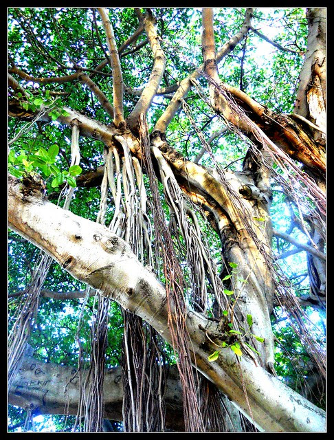 Tree 2