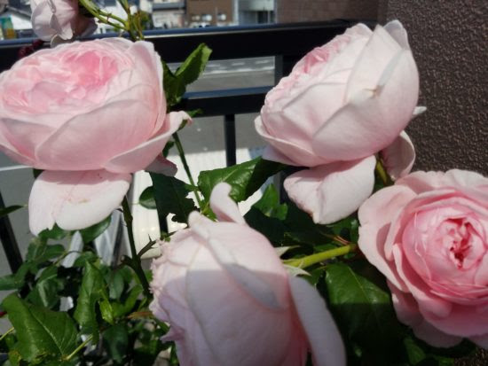 ナエマ 鉢植えの育て方 コンパクトに剪定して育てるナエマ