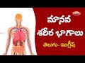 Human Body Parts In Telugu Pdf