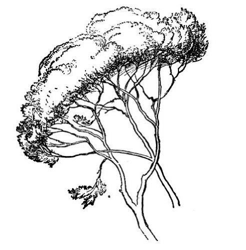 The Elements of Drawing (illustrated)