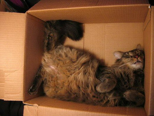 Коты в коробках