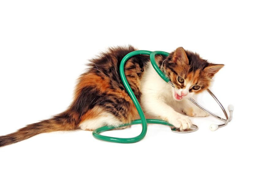 Cat With Breathing Problems