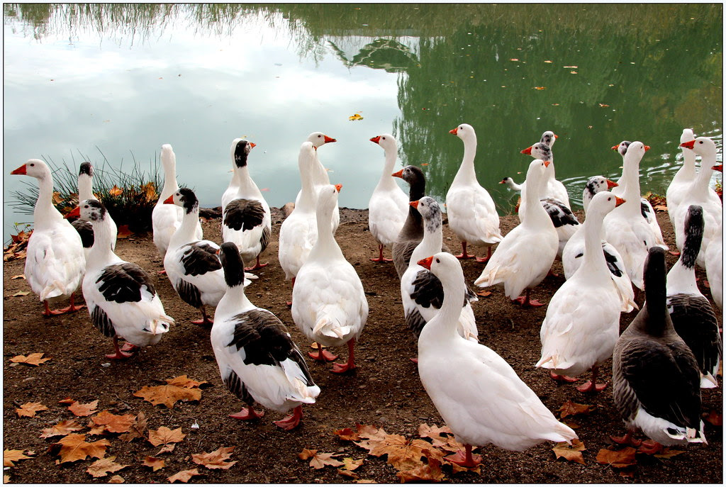 jardines de Aranjuez en otoño
