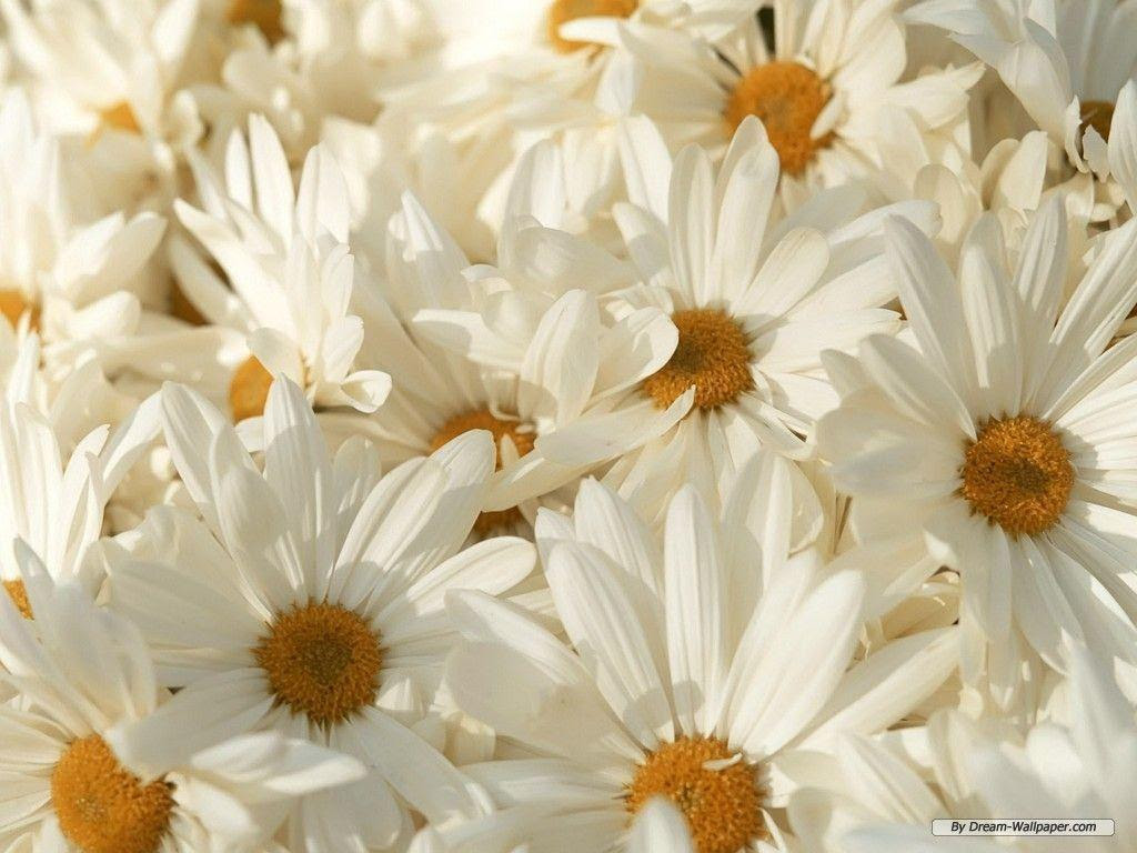 COOL WALLPAPERS: Cool Flowers Wallpapers (Pack 1)