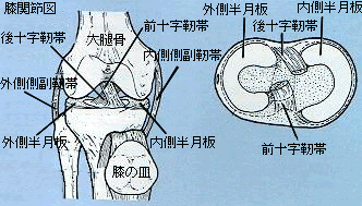 膝の怪我