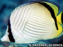 An adult butterflyfish (Science and R. Patzner) 