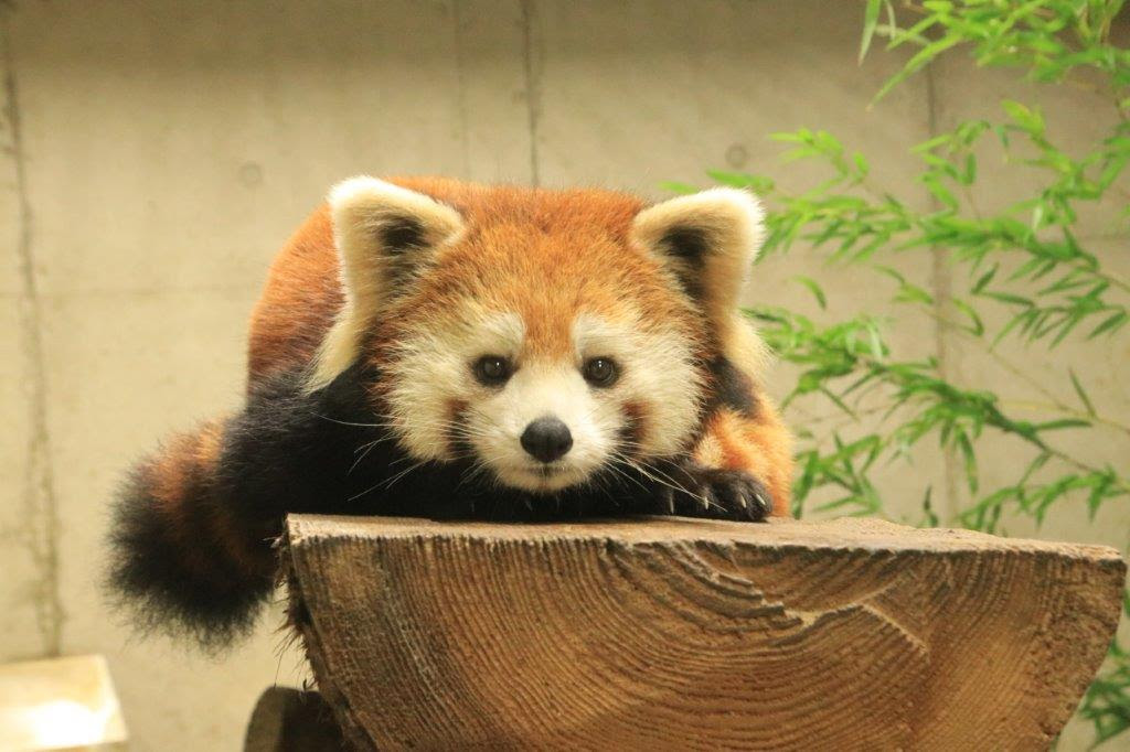 かわいいの その先に 埼玉県こども動物自然公園 公益財団法人埼玉県公園緑地協会