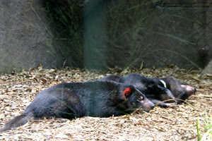 Tasmanaian Devils Asleep