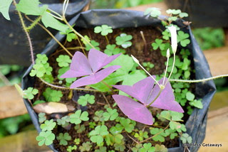 rapha-valley-farm-negros.jpg