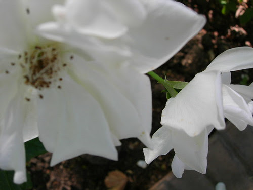 flower 1