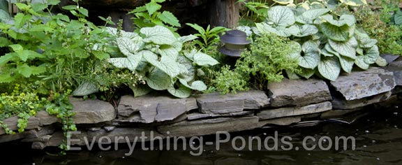how-to-water-garden.jpg