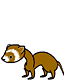 ferret!