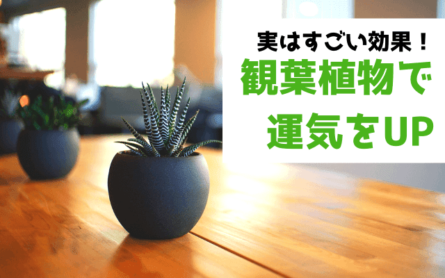 風水 実はすごい 観葉植物がもつ驚きの開運効果 町の引越屋さんスタッフブログ