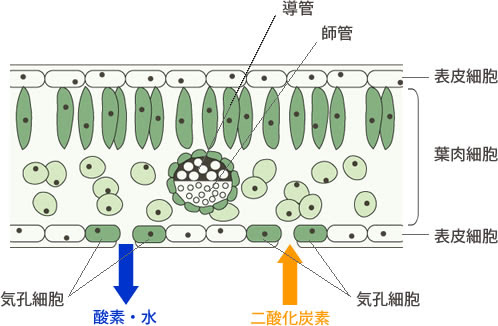 紅葉のメカニズム ピンからキリまで