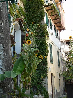 tournesols.jpg