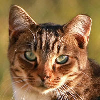 Blanco County Cat Coalition: Home Page