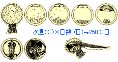 メダカの観察と実験 自由研究の研究テーマにメダカの観察はいかが メダカ観察ノート