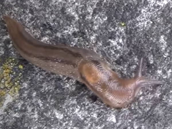 害のあるナメクジの駆除 エスカルゴはなぜ食べられる 924