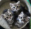 √99以上 子猫 画像 フリー 180798-子猫 画像 フリー