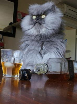 ネズミ 酒 かっこいい猫さんへのボケ 1734 ボケて Bokete