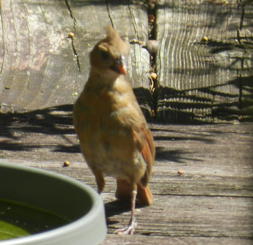 naturenotesDSCN0173