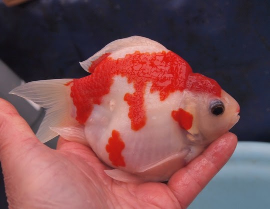 新 値下げ金魚 追加 福だるま ２歳 錦鯉の販売 通販 古澤養魚場