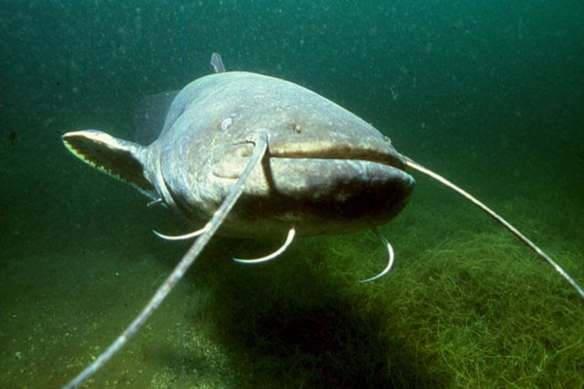 Ecosse Le monstre du Loch Ness ne seraitil quun gros poisson 