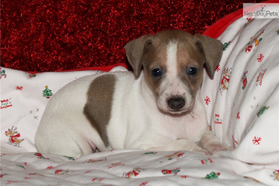 Italian Greyhound puppy for sale near Dallas / Fort Worth, Texas ...