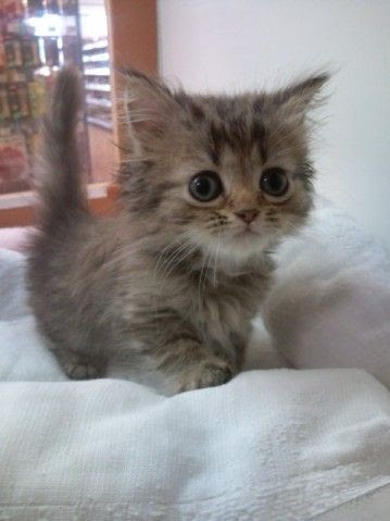 La Race De Chat Qui Ne Grandit Jamais Existe